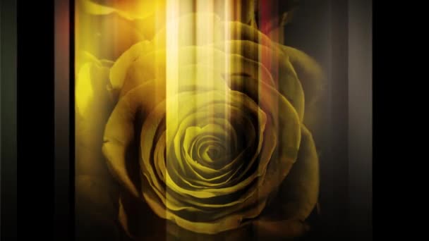 玫瑰的图像和左右移动的垂直线 — 图库视频影像