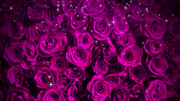 Brillo Derrama Sobre Rosas Rosadas — Vídeo de stock