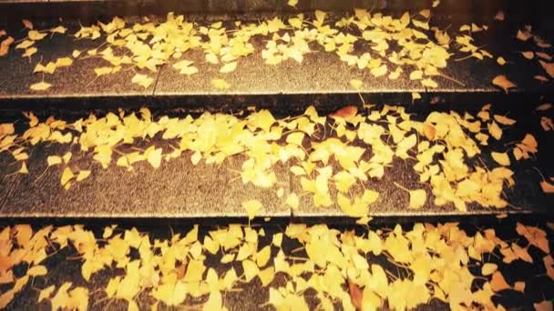 Footage Climbing Stone Stairs Covered Ginkgo Leaves — Stock Video