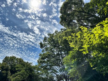Yeşil ağaçlar ve mavi gökyüzü. Arka planda beyaz bulutlar, doğal arkaplan.