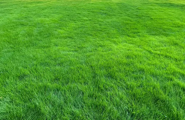 Yeşil çimen manzarası, yaz günü