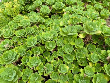 Çiçek tarhında çiçek açan Dahlia 'lar