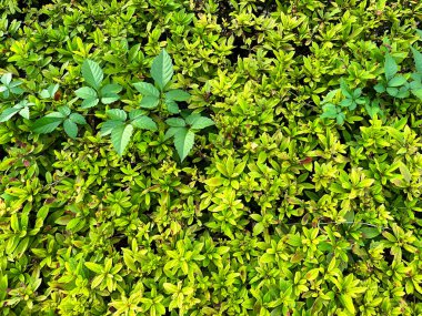 Önden yayılan yeşil açelyaların görüntüsü