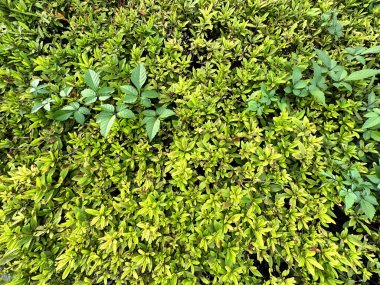 Önden yayılan yeşil açelyaların görüntüsü