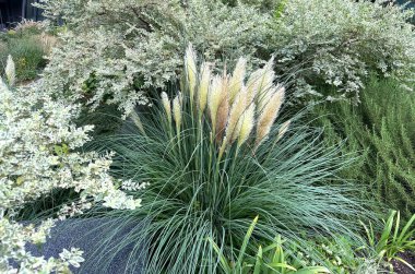 Pampa otları ve gümüşyaprağı bir çiçek tarlasına ekildi.