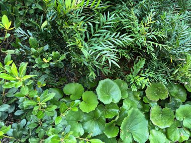 Mahonia confusa, Quercus phillyraeoides ve Japon gümüşyaprağı çiçek tarlasına ekildi.