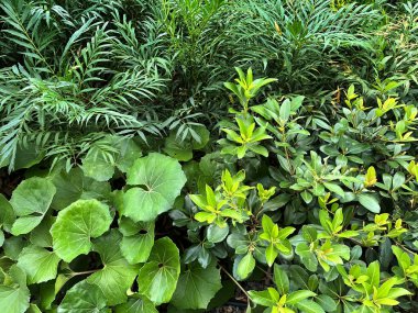 Mahonia confusa, Quercus phillyraeoides ve Japon gümüşyaprağı çiçek tarlasına ekildi.