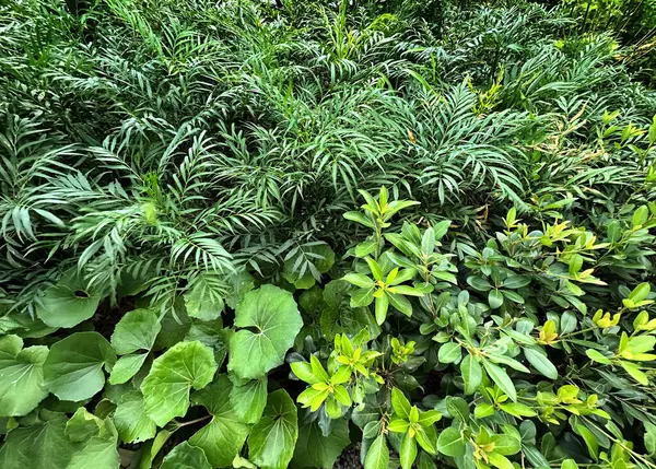 Mahonia confusa, Quercus phillyraeoides ve Japon gümüşyaprağı çiçek tarlasına ekildi.