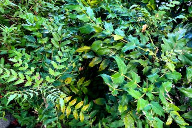 Yeşil çalılık resmi, Holly.