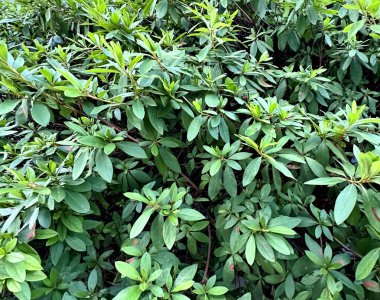 Önden yayılan yeşil açelyaların görüntüsü