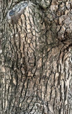 Ağaç yüzeyine yakın, sokak ağacı.