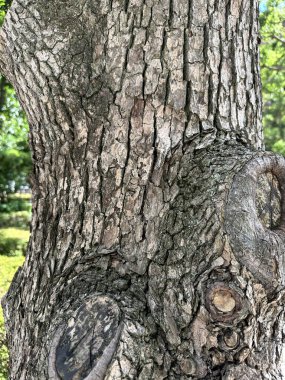 Ağaç yüzeyine yakın, sokak ağacı.