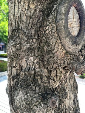 Ağaç yüzeyine yakın, sokak ağacı.