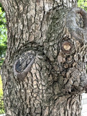 Ağaç yüzeyine yakın, sokak ağacı.