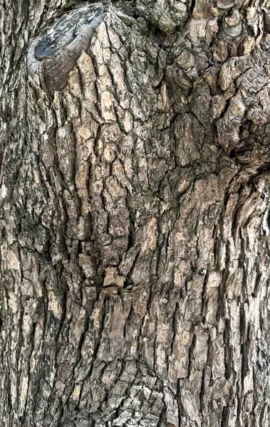 Ağaç yüzeyine yakın, sokak ağacı.