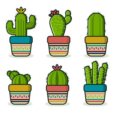 Çeşitli tiplere sahip bir kaktüs koleksiyonu