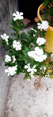 Beautiful white noyon tara flower clipart