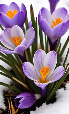 Crocus, kardan ilk yükselenlerden biri, altın ve menekşenin gölgelerinde narin bir bardak sunuyor..