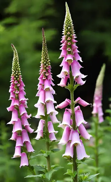 Yüksükotu, peri parmaklarının dokunduğu orman yüksükleri gibi borularla kaplı uzun kuleler..