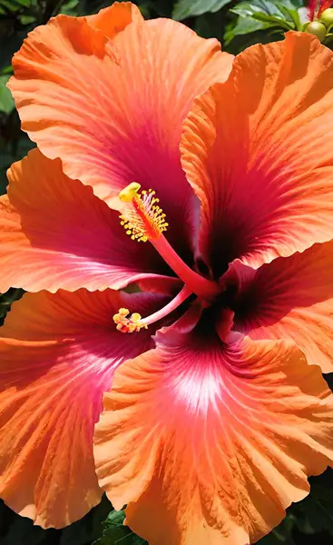  Hibiscus kalın ve tropikal, geniş, alevlenen yaprakları ve gökyüzüne doğru bir işaret ışığı gibi uzanan bir ereksiyonla.