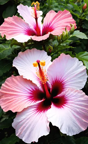  Hibiscus kalın ve tropikal, geniş, alevlenen yaprakları ve gökyüzüne doğru bir işaret ışığı gibi uzanan bir ereksiyonla.