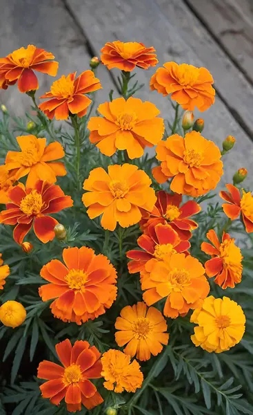Marigold alevli çiçekleri misk kokulu, toprak kokusu; canlı ve korkusuz.