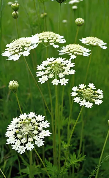 Kraliçe Annes Lace Lacy, ince sapların üzerinde beyaz sümsük kuşları, vahşi otların arasında narin ve asil..