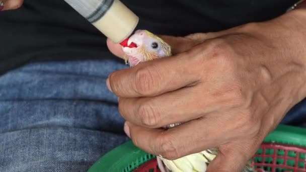 人間の餌の終わり赤ちゃんの鳥 — ストック動画