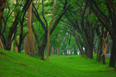Ormandaki yeşil çimlerin üzerindeki ağaçların manzarası