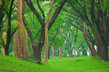 Ormandaki yeşil çimlerin üzerindeki ağaçların manzarası