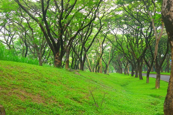 Paisagem Árvores Grama Verde Floresta — Fotografia de Stock