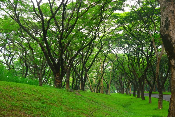 Krajobraz Drzew Zielonej Trawie Lesie — Zdjęcie stockowe