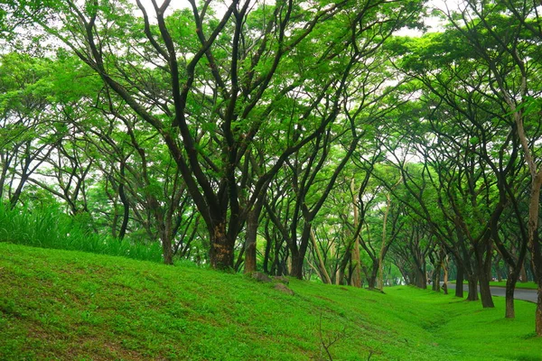 森林绿草上的树木景观 — 图库照片