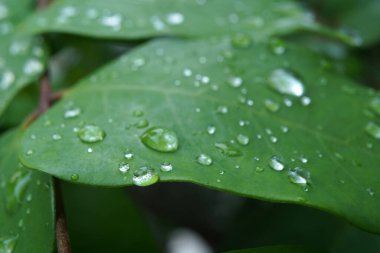 Çiy damlalarının üzerindeki makro çekim bir yaprağa düşer.