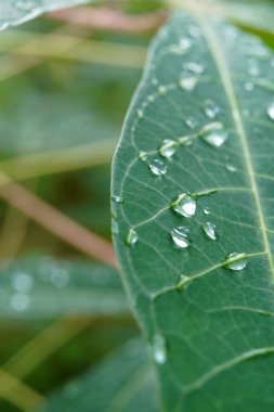 Çiy damlalarının üzerindeki makro çekim bir yaprağa düşer.