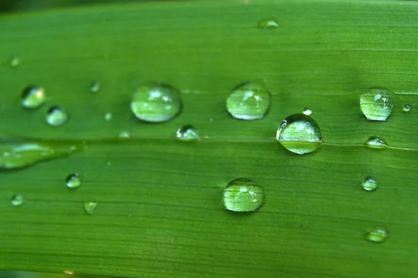 stock image Macro shot on the dew drops on a leaf