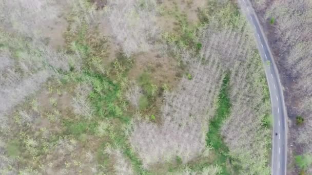 Αεροφωτογραφία Του Τοπίου Ομορφιά Δάσος Φύση Δρόμο Στο Mojokerto Ινδονησία — Αρχείο Βίντεο