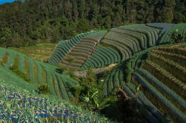 Teraslı bahar soğan tarlalarının manzarası, Sukomakmur, Magelang, Endonezya