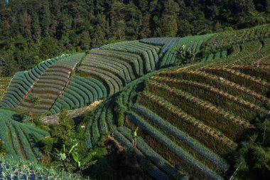 Teraslı bahar soğan tarlalarının manzarası, Sukomakmur, Magelang, Endonezya