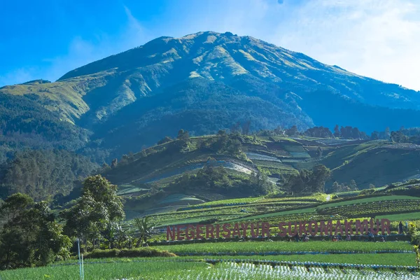 Teraslı bahar soğan tarlalarının manzarası, Sukomakmur, Magelang, Endonezya