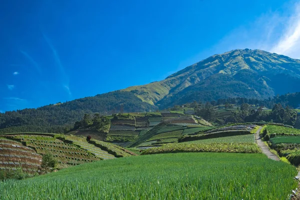 Landscape of The terraced spring onion fields, Sukomakmur, Magelang, Indonesia