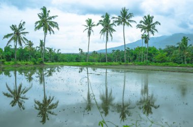 Çeltik tarlasının manzarası. Kasvetli bir öğleden sonra bulutlu gökyüzüne karşı palmiye ağaçları..