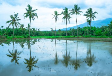 Çeltik tarlasının manzarası. Kasvetli bir öğleden sonra bulutlu gökyüzüne karşı palmiye ağaçları..