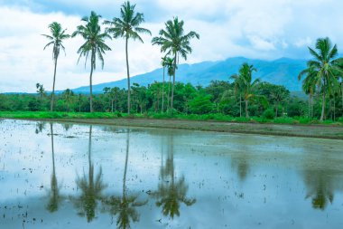 Çeltik tarlasının manzarası. Kasvetli bir öğleden sonra bulutlu gökyüzüne karşı palmiye ağaçları..