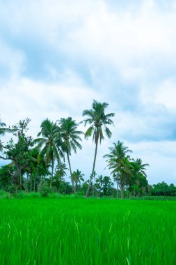 Çeltik tarlasının manzarası. Kasvetli bir öğleden sonra bulutlu gökyüzüne karşı palmiye ağaçları..