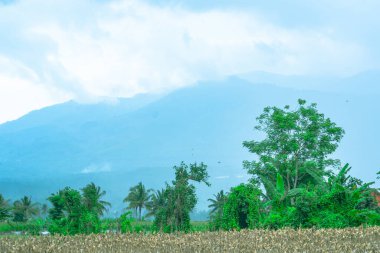 Çeltik tarlasının manzarası. Kasvetli bir öğleden sonra bulutlu gökyüzüne karşı palmiye ağaçları..