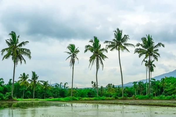 Landscape of paddy field with palm trees against the cloudy sky in the gloomy afternoon.