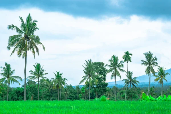 Landscape of paddy field with palm trees against the cloudy sky in the gloomy afternoon.