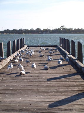 Sahildeki iskelede martı sürüsü. seçili odak. Odaklanamadı