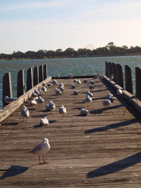 Sahildeki iskelede martı sürüsü. seçili odak. Odaklanamadı